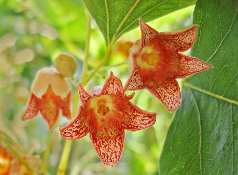Brachychiton populneus / brachychiton varifolia Brachychiton populneus / brachychiton varifolia