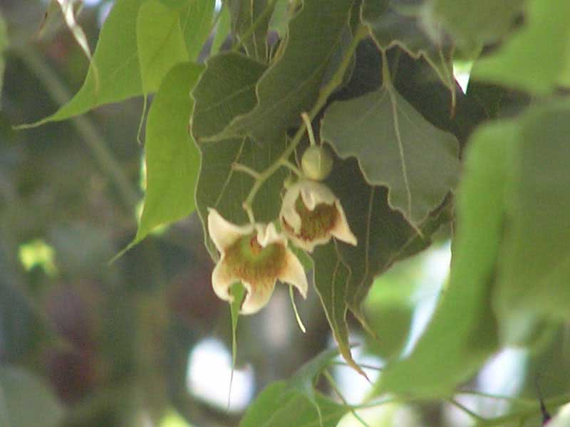Brachychiton populneus / brachychiton varifolia Brachychiton populneus / brachychiton varifolia