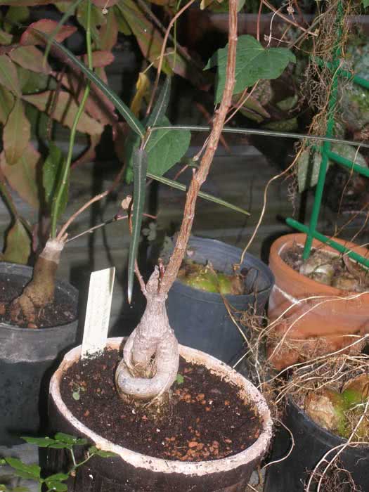 Brachychiton rupestris / rock brachychiton Brachychiton rupestris / rock brachychiton