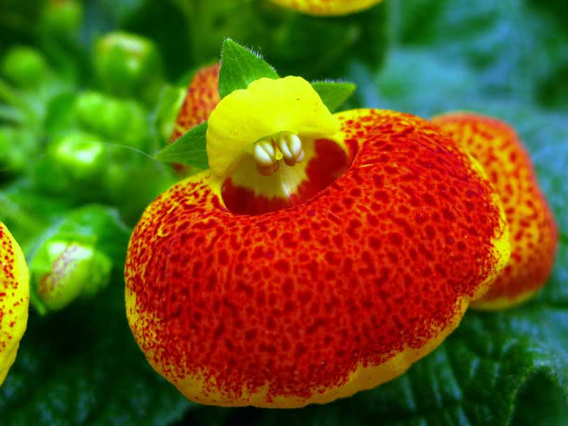 Calceolaria herbeohybrida / híbrida calceolaria Calceolaria herbeohybrida / híbrida calceolaria