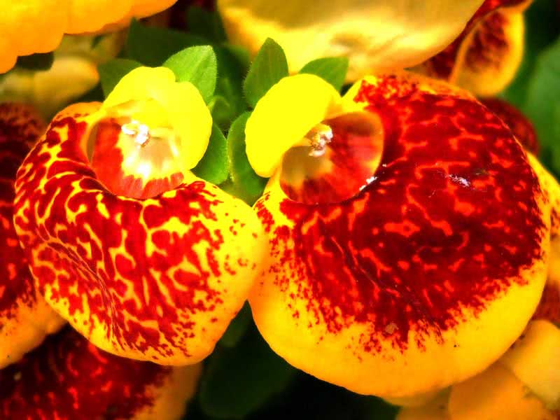 Calceolaria herbeohybrida / híbrida calceolaria Calceolaria herbeohybrida / híbrida calceolaria