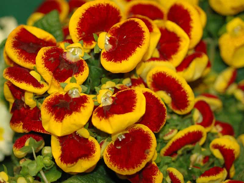 Calceolaria herbeohybrida / híbrida calceolaria Calceolaria herbeohybrida / híbrida calceolaria