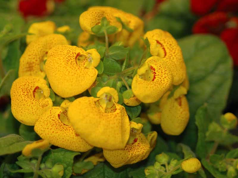 Calceolaria herbeohybrida / híbrida calceolaria Calceolaria herbeohybrida / híbrida calceolaria