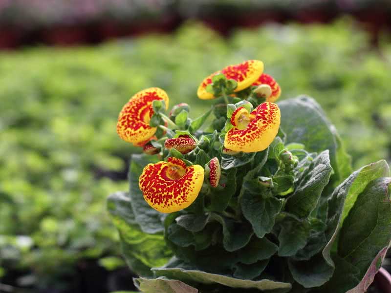 Calceolaria herbeohybrida / híbrida calceolaria Calceolaria herbeohybrida / híbrida calceolaria