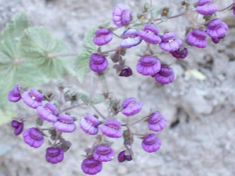 Calceolaria purpurea / calceolaria purpurea Calceolaria purpurea / calceolaria purpurea