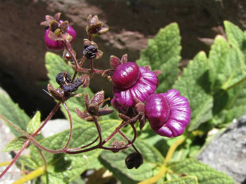 Calceolaria purpurea / calceolaria purpurea Calceolaria purpurea / calceolaria purpurea