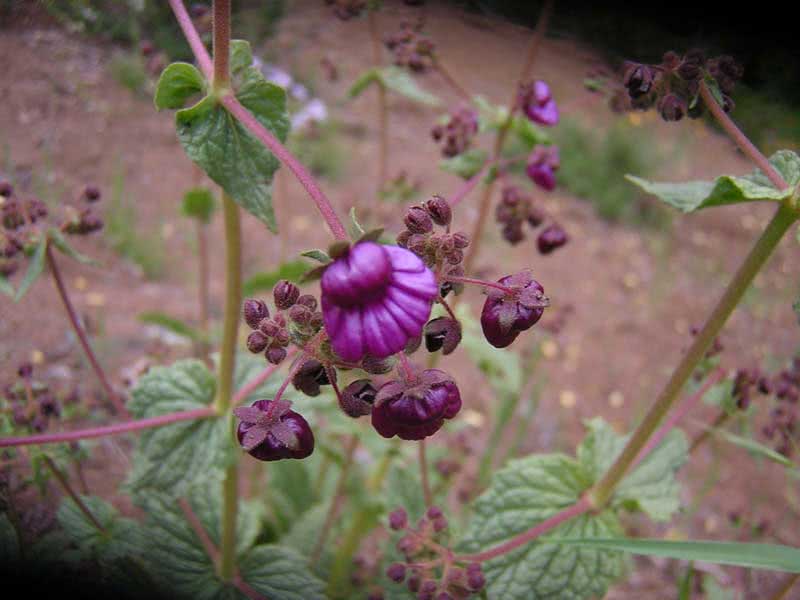 Calceolaria purpurea / calceolaria purpurea Calceolaria purpurea / calceolaria purpurea