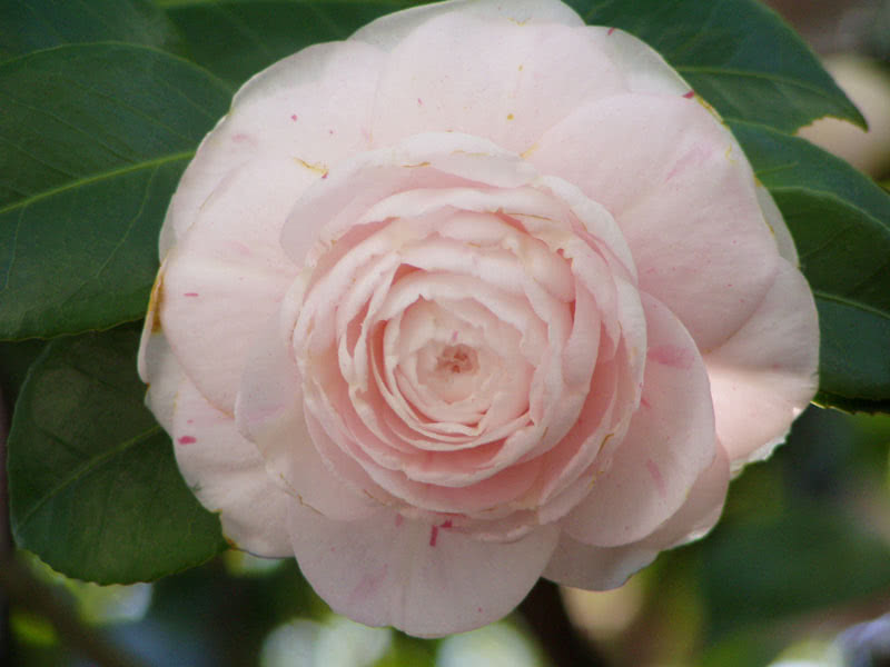 Camellia japonica / camélia japonesa Camellia japonica / camélia japonesa