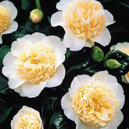 Camellia japonica / camélia japonesa Camellia japonica / camélia japonesa