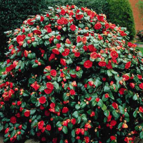 Camellia japonica / camélia japonesa Camellia japonica / camélia japonesa
