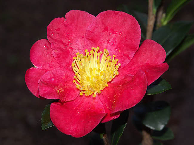 Camellia sasanqua (miyagii ou tegmentosa) / camélia da montanha (Miyagi ou tegmentosa) Camellia sasanqua (miyagii ou tegmentosa) / camélia da montanha (Miyagi ou tegmentosa)