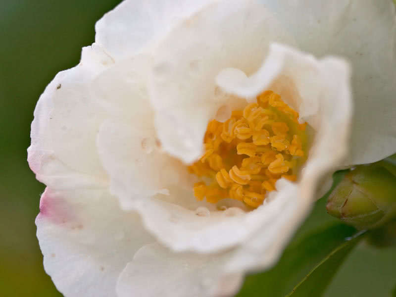 Camellia sasanqua (miyagii ou tegmentosa) / camélia da montanha (Miyagi ou tegmentosa) Camellia sasanqua (miyagii ou tegmentosa) / camélia da montanha (Miyagi ou tegmentosa)