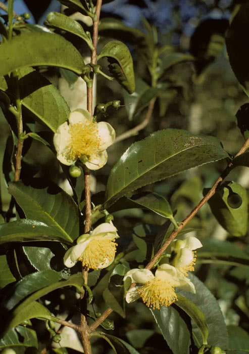 Camellia sinensis (bohea) / camélia chinesa (bohea) Camellia sinensis (bohea) / camélia chinesa (bohea)