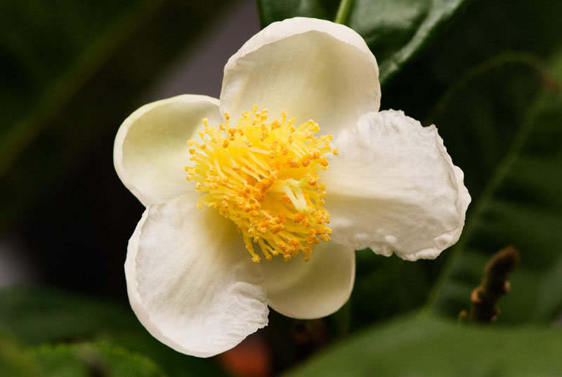 Camellia sinensis (bohea) / camélia chinesa (bohea) Camellia sinensis (bohea) / camélia chinesa (bohea)