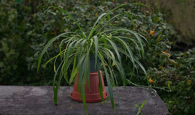 Chlorophytum capense / Cape Chlorophytum Chlorophytum capense / Cape Chlorophytum