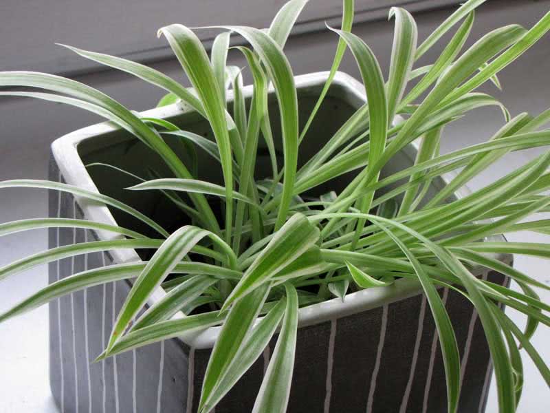 Chlorophytum capense / Cape Chlorophytum Chlorophytum capense / Cape Chlorophytum