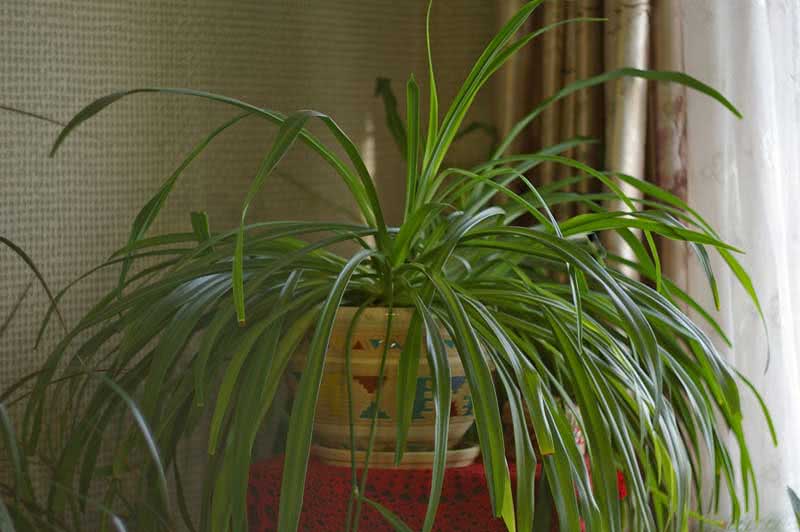 Chlorophytum capense / Cape Chlorophytum Chlorophytum capense / Cape Chlorophytum