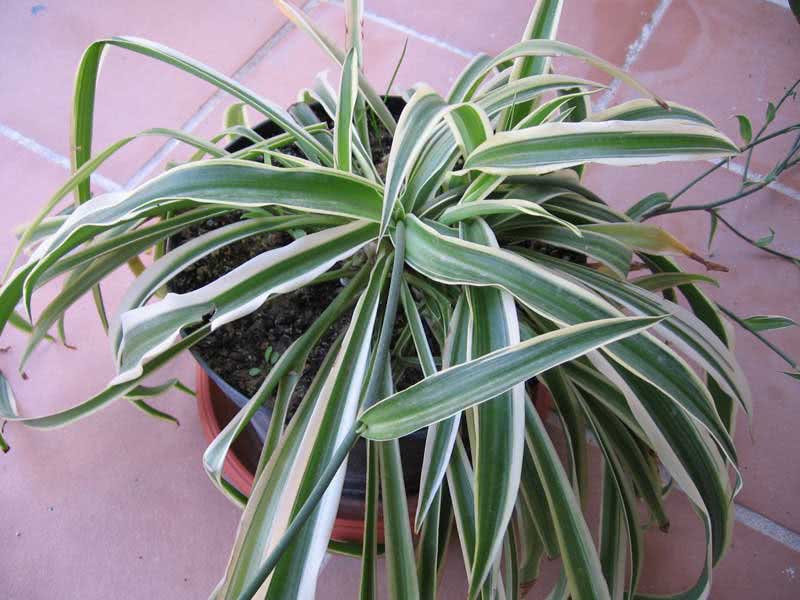 Chlorophytum comosum / Chlorophytum crested Chlorophytum comosum / Chlorophytum crested