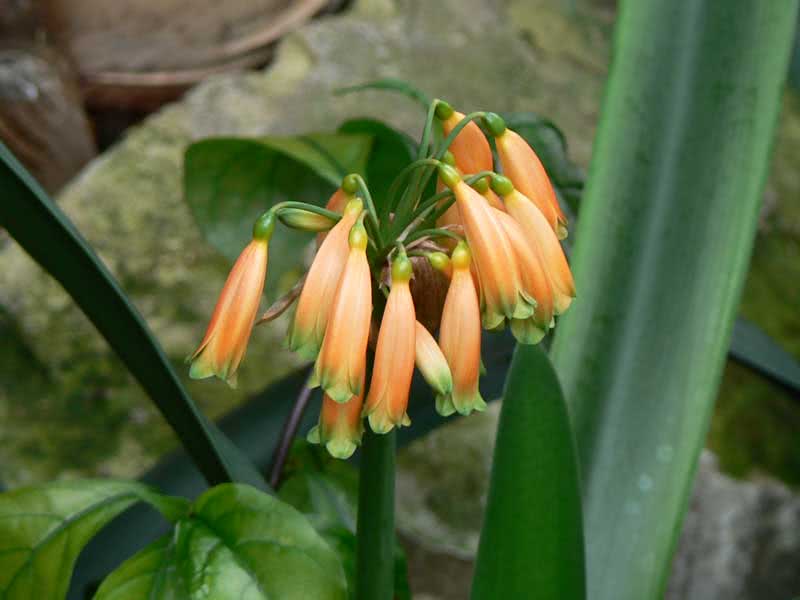 Clivia gardenii / Clivia Gardena Clivia gardenii / Clivia Gardena