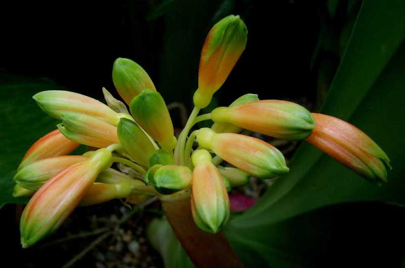 Clivia gardenii / clivia gardena Clivia gardenii / Clivia Gardena