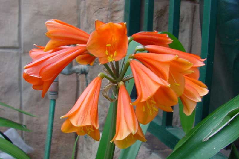 Clivia gardenii / clivia gardena Clivia gardenii / Clivia Gardena