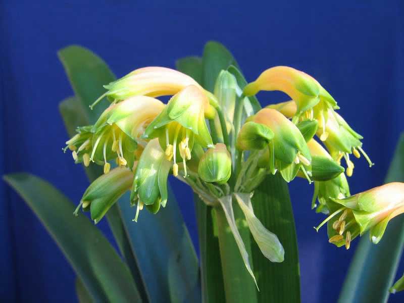 Clivia gardenii / Clivia Gardena Clivia gardenii / Clivia Gardena