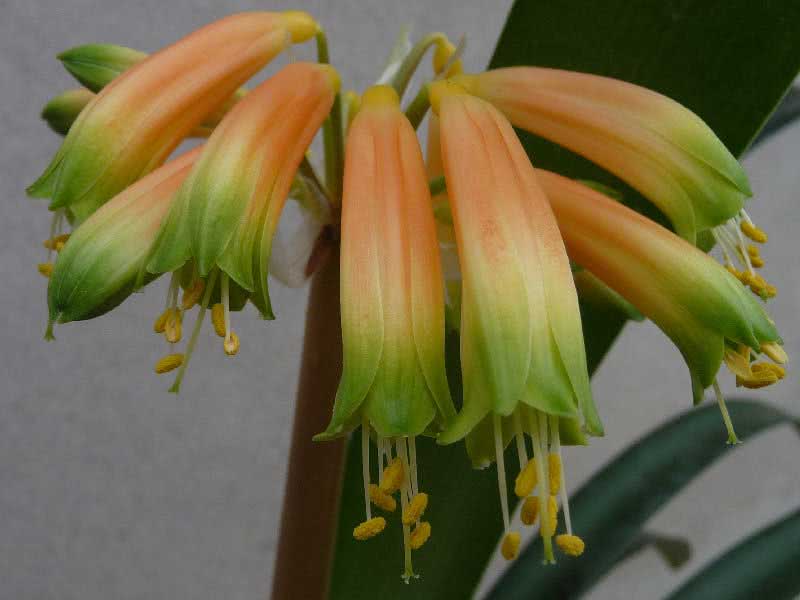 Clivia gardenii / Clivia Gardena Clivia gardenii / Clivia Gardena