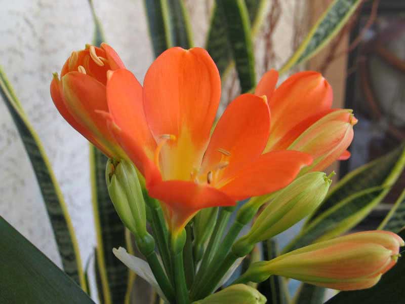 Clivia miniata / cinnabar clivia Clivia miniata / cinnabar clivia