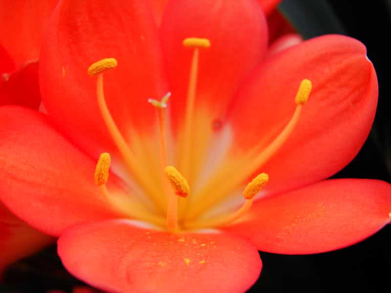 Clivia miniata / cinnabar clivia Clivia miniata / cinnabar clivia