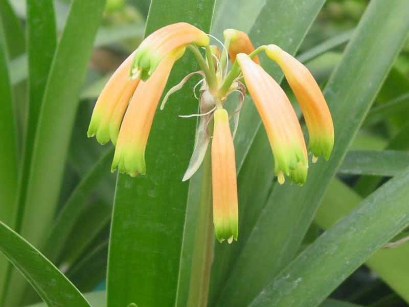 Clivia nobilis / bela clivia Clivia nobilis / bela clivia