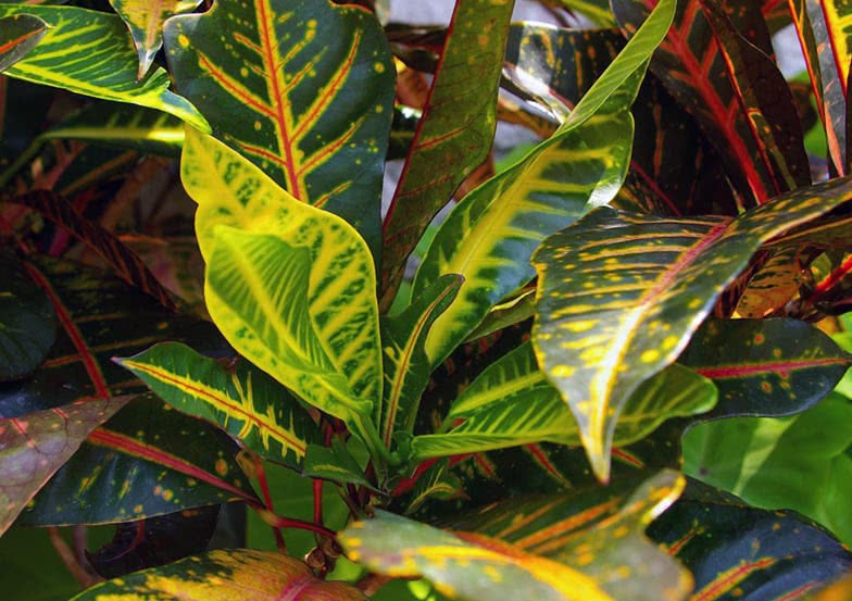 Codiaeum variegatum / šareni kroton (šareni codiaeum)