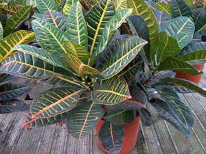 Croton