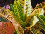 Croton