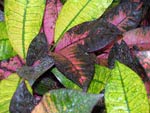 Croton