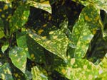Croton