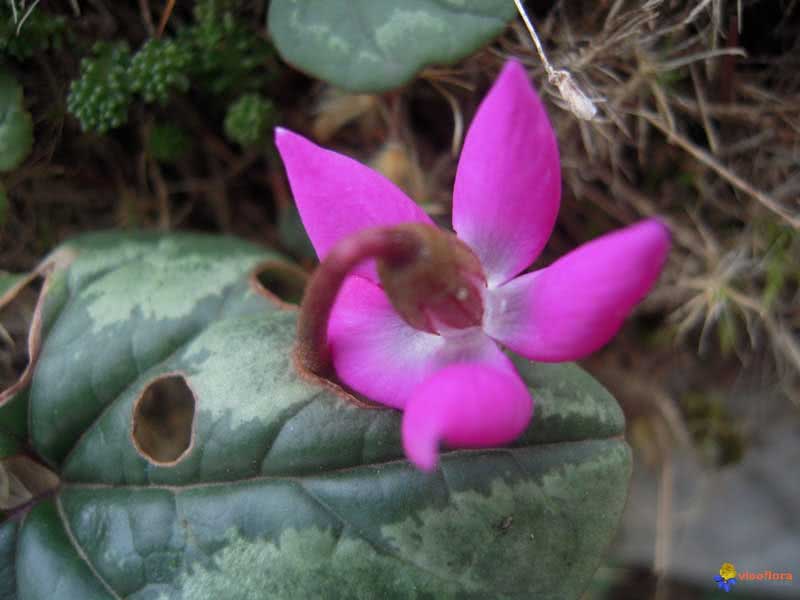 Cyclamen europaeum / cyclamen europeu Cyclamen europaeum / cyclamen europeu