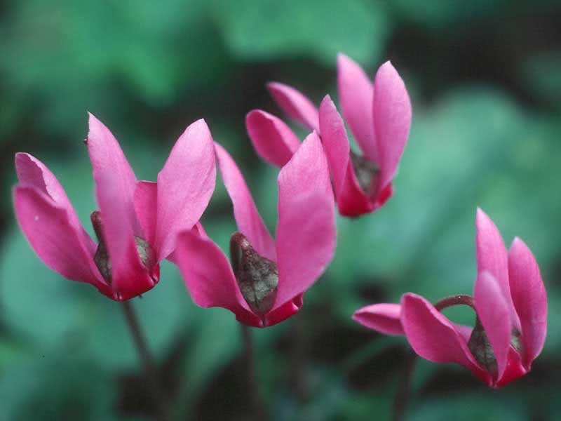 Cyclamen europaeum / cyclamen europeu Cyclamen europaeum / cyclamen europeu