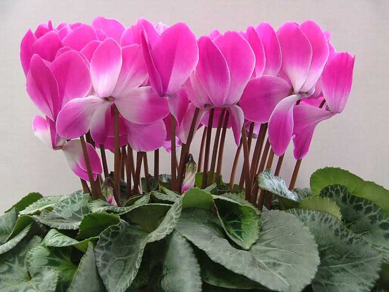 Cyclamen persicum / ciclame persa Cyclamen persicum / ciclâmen persa