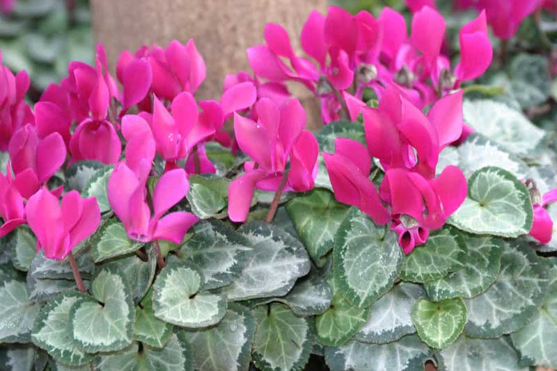 Cyclamen persicum / ciclame persa Cyclamen persicum / ciclame persa