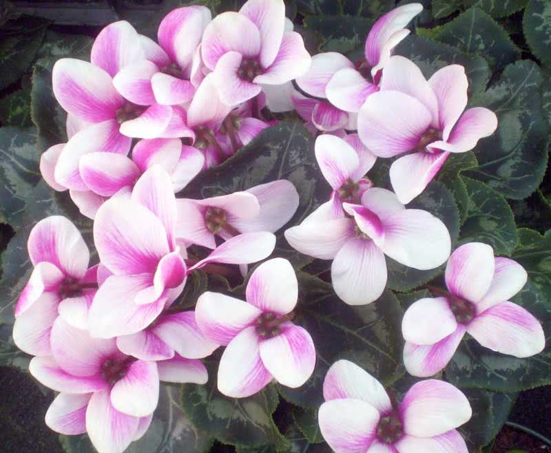 Cyclamen persicum / ciclame persa Cyclamen persicum / ciclâmen persa