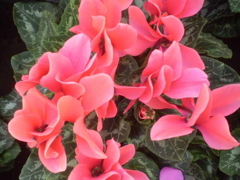 Cyclamen persicum / ciclame persa Cyclamen persicum / ciclâmen persa