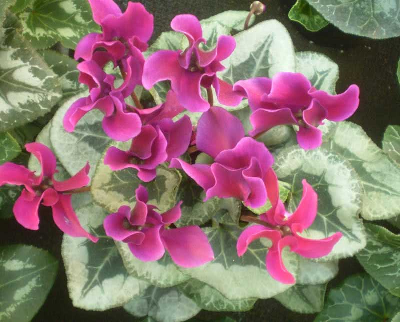 Cyclamen persicum / ciclame persa Cyclamen persicum / ciclame persa