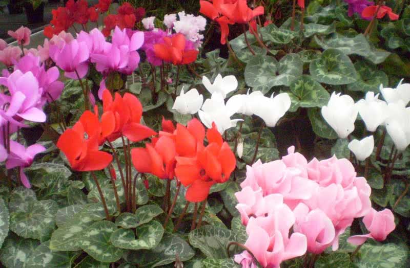 Cyclamen persicum / ciclâmen persa Cyclamen persicum / ciclâmen persa