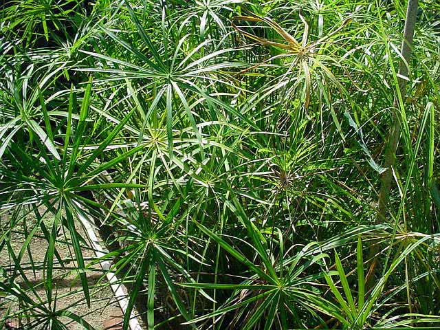Cyperus alternifolius / cyperus umbellifera Cyperus alternifolius / guarda-chuva cyperus