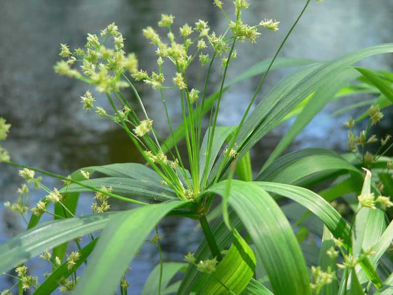 Cyperus diffusus / cyperus espalhando Cyperus diffusus / cyperus espalhando