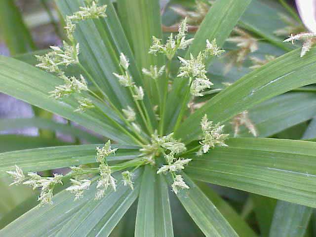 Cyperus diffusus / cyperus espalhando Cyperus diffusus / cyperus espalhando