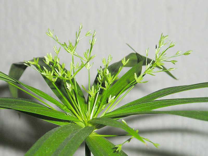 Cyperus diffusus / cyperus espalhando Cyperus diffusus / cyperus espalhando