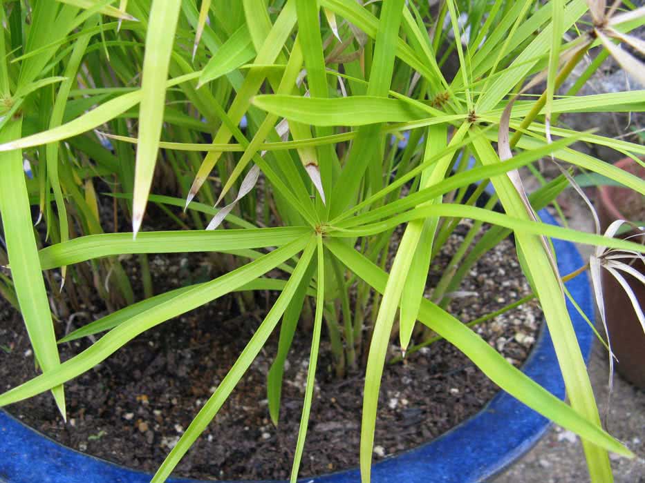 Cyperus papyrus / Cyperus papyrus Cyperus papyrus / cyperus papyrus