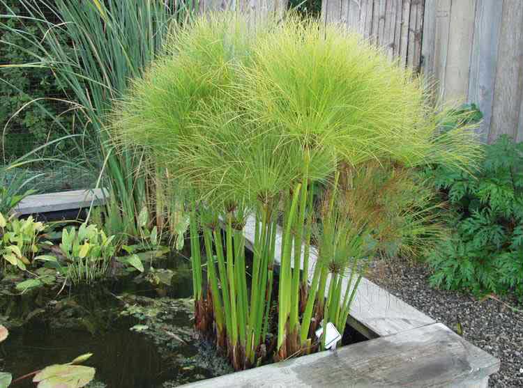 Cyperus papyrus / Cyperus papyrus Cyperus papyrus / cyperus papyrus