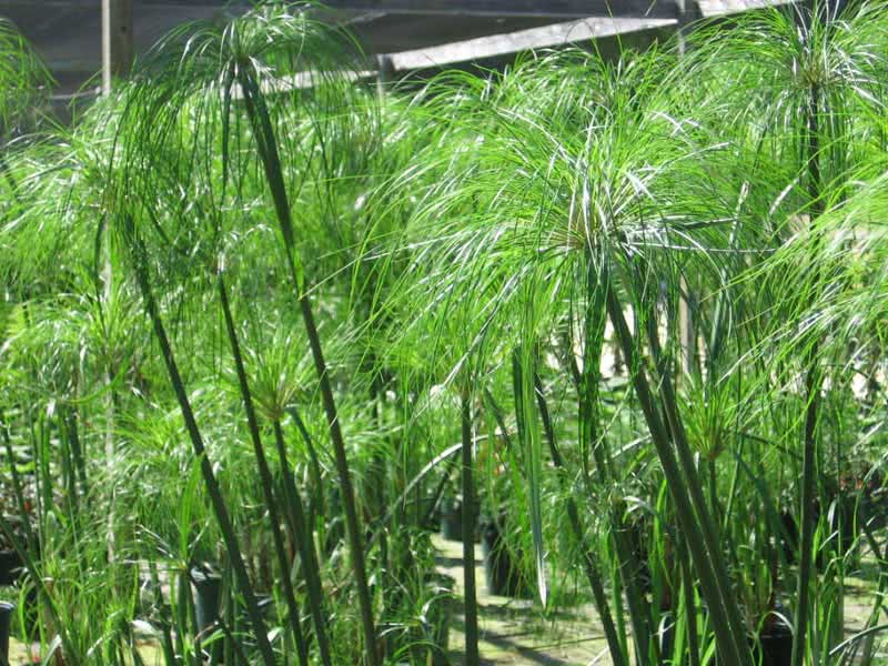 Cyperus papyrus / Cyperus papyrus Cyperus papyrus / cyperus papyrus